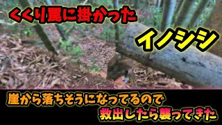 【狩猟】くくり罠に掛かったウリ坊、崖から落ちてる