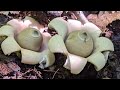 Earth Star Mushroom