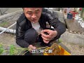 【开箱评测077】黏土球苗子到手怎么处理？新手花友注意了！开箱评测芙蓉花 unboxing and repotting hibiscus.