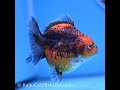 Shogun Godzilla Red Kirin Oranda 3.25in Body (240726_OR11)