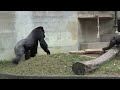 badなシャバーニ rampage gorilla shabani