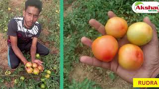 AKSHAY SEEDS TOMATO RUDRA