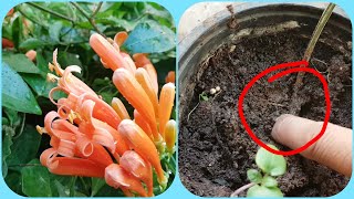 426.फ्लेम वाइन को कलम से कैसे लगाऐं/Cutting propagation of flame vine.