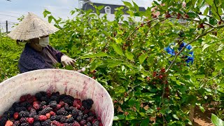 Thu Hoạch Số Lượng Lớn, Công Dụng Của Dâu Tằm Với Sức Khoẻ.