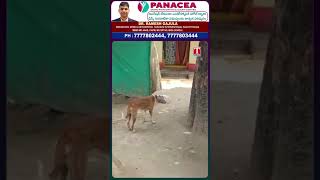 డబ్బాలో ఇరుక్కున్న  కుక్క తల!! #panacea #dog #tnews