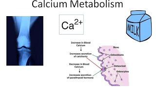 Calcium Metabolism