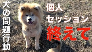 問題行動犬セッション終わり大吉チームとひとときAnimal Rescue Nursing