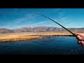 Upper Owens River Fishing - Sierra Steelhead