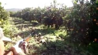 Wild boar hunting season in Morocco 2012