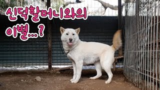 진돗개패밀리에 새로운 주인이?? [진돗개패밀리]