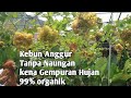 GEMPURAN HUJAN DI KEBUN ANGGUR TANPA NAUNGAN 99% Organik