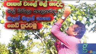 පැෂන් වැලේ මල් ආවට ගෙඩි නැද්ද. How to pollinate passion fruit