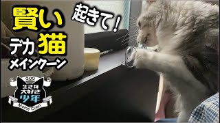 【メインクーン】賢い大型猫。メガネを落として飼い主を起こす