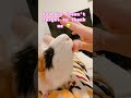 【 何が何でも我が物にする 】 whatever it takes pets モルモット cute kawaii かわいい 癒し動画 guineapig