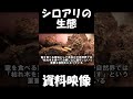 シロアリの生態【昆虫観察】【教材ビデオ】 shorts