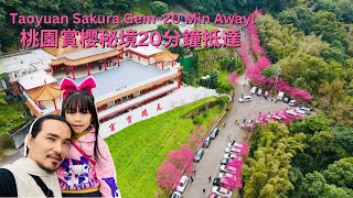 🌸 2025 Taoyuan Hidden Gem 🇹🇼 A Secret Cherry Blossom Spot Just 20 Minutes Away—Yuande Baogong 🌸