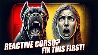 Reactive Cane Corso FIX THIS FIRST!