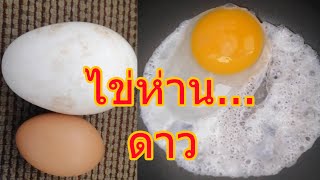 ไข่ห่านดาว  ไข่ขาวกรอบๆ ไข่แดงเยิ้มๆ อร่อยค่ะ | Fried Goose Egg