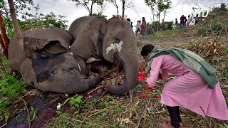 Индия: молния убила стадо из 18 слонов