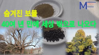 4K  1200년의 보물  40년 만에 세상밖으로 나오다