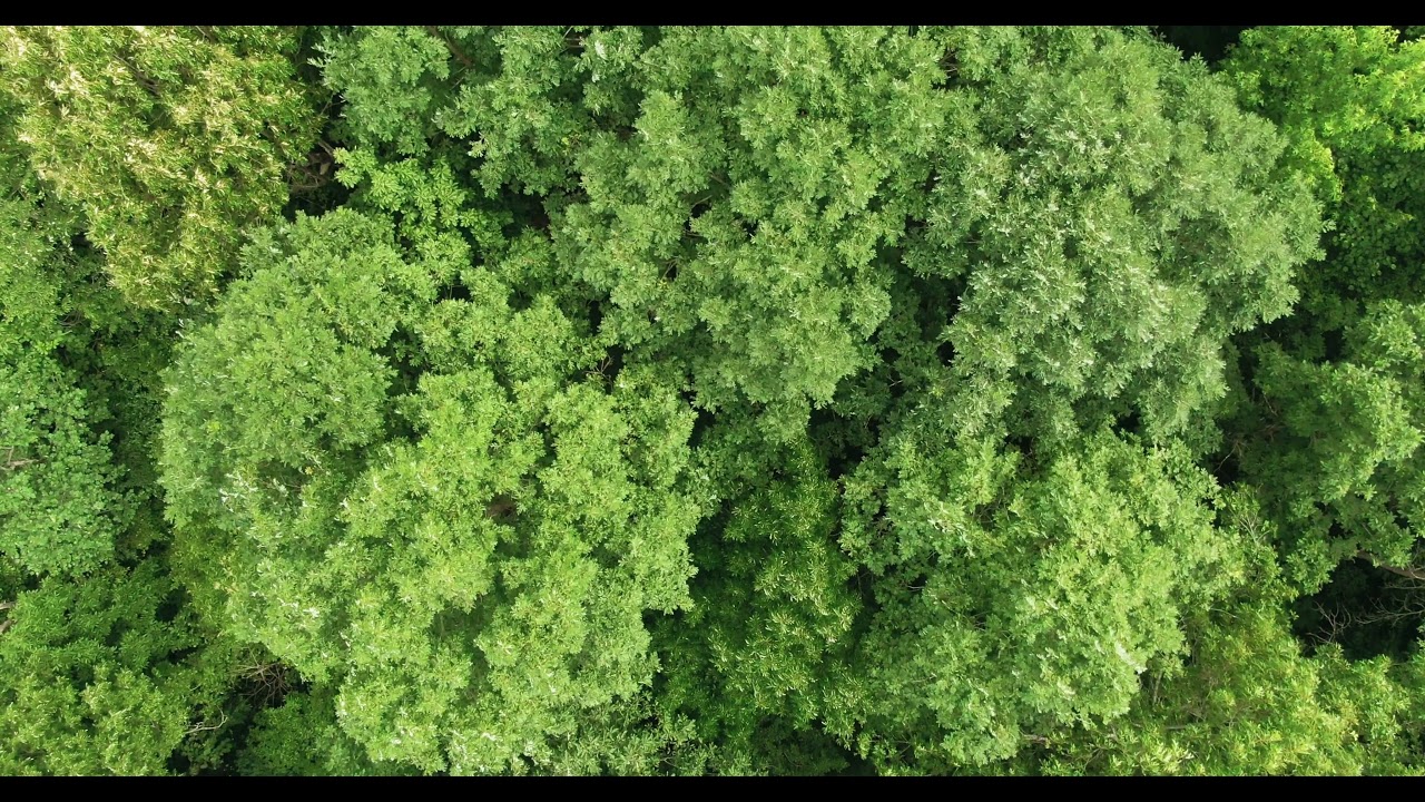 Copyright Free Videos 4k Forest Drone Footage Vol 7 Youtube