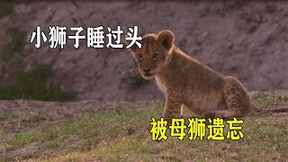 幼狮睡过头被母狮遗忘，还意外躲过花豹猎杀，最后艰难回归