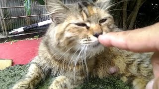 塀の上のふわふわキジトラ猫、ナデナデしたら喜んで甘えてきた。