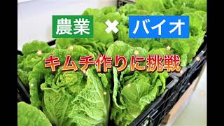 【農業✖バイオ】発酵の知識を食品開発に応用！農業科が収穫した白菜をバイオテクノロジー科の学生がキムチに！ #バイオ #農業 #ABio #新潟農業バイオ専門学校