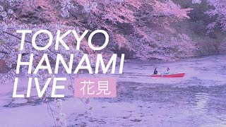 TOKYO HANAMI LIVE – Chiyoda Sakura Festival Live Stream