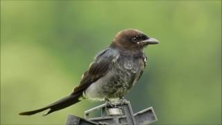 大卷尾(亞成鳥) Black Drongo (Juvenile birds) , Taiwan 15/08/2016