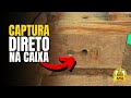 TÉCNICA SIMPLES para capturar ABELHA JATAÍ direto na caixa