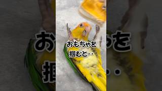 1秒後に凶暴化するインコが恐ろしすぎた‥【シロハラインコ】#shorts  #parrot #birds