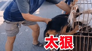 宠物狗三大“杀手”犬瘟细小冠狀，哪个对狗伤害最大