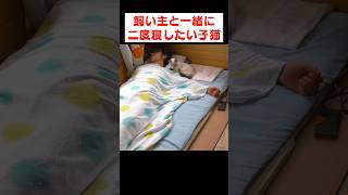 朝起きたら隣に子猫がいる幸せ