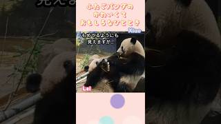 ちょっとお笑いな双子パンダ🐼🐼✨あ〜んしたり!?タケが鼻に刺さったり…シャオシャオレイレイ🍒2024/3/20 #shorts #panda #上野動物園