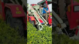 Peanut Combine  Harvester