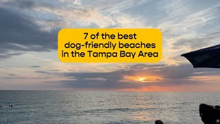 7 Dog-Friendly Beaches in St Petersburg, FL & the Tampa Bay Area