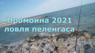 Пеленгас 2021 на промоине в Кирилловке. Промоина молочного лимана. ставрида.