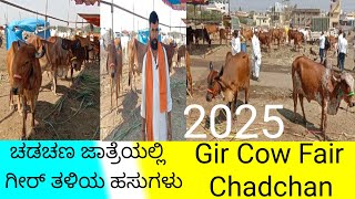 ಚಡಚಣ ಜಾತ್ರೆಯಲ್ಲಿ ಗಿರ್  ತಳಿ ಹಸುಗಳು  Gir Cow Fair Chadchan in Karnataka 2025