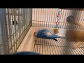 【セキセイインコ記録】ぽぴちゃんの頭がフィットしちゃって爆睡！！笑　popi is sleeping