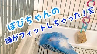 【セキセイインコ記録】ぽぴちゃんの頭がフィットしちゃって爆睡！！笑　Popi is sleeping!!