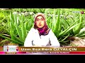 aloe vera bitkisi nedir ve nerelerde kullanılır uzm. ecz. esra Özyalçın