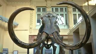 15,000-year-old mammoth skeleton up for auction in Lyon