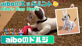 aiboのエッグハント2020🐣🐰 - Aibo's Egg Hunt 2020🐶 【アイボ】