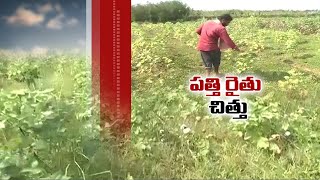 నష్టాల్లో పత్తి రైతులు | 15th Dec '20 || JaiKisan AP