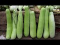 కాలీఫ్లవర్ సొర సాగుతో లాభాల పంట cauliflower and bottlegourd cultivation karshaka mitra