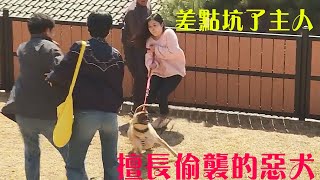 心軟夫妻造就惡犬咬傷八十歲老父親，後又連傷十人，訓犬師甚至被氣得直接走人！