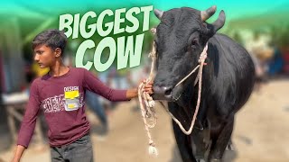 cow unloading, cow videos, cow video, big cow, goru hamba cow, Ep - 81