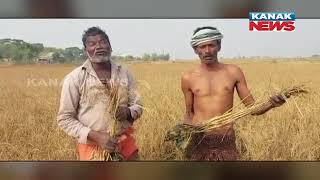 Illegal Prawn Farming Leads to Destruction Of Paddy At Balasore, Farmers complains At Collector