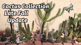 Late Fall 2023 Cactus Collection Update